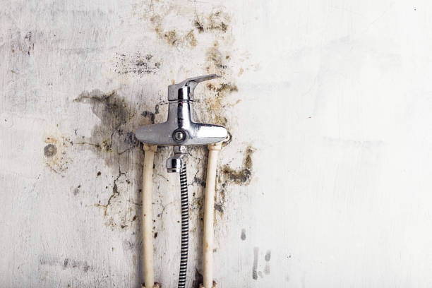 Best Same-Day Mold Removal  in Splendora, TX