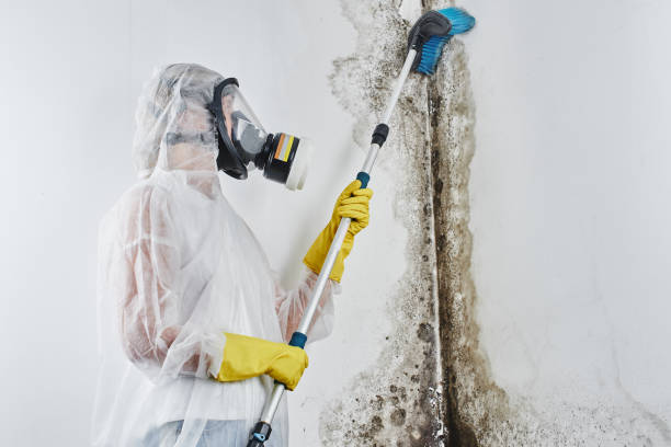 Best Local Mold Removal Service  in Splendora, TX