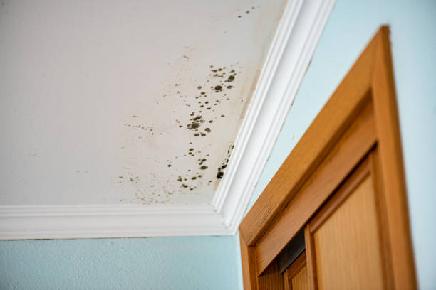 Attic Mold Removal in Splendora, TX