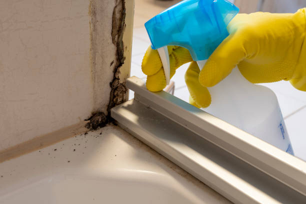 Best Black Mold Removal  in Splendora, TX