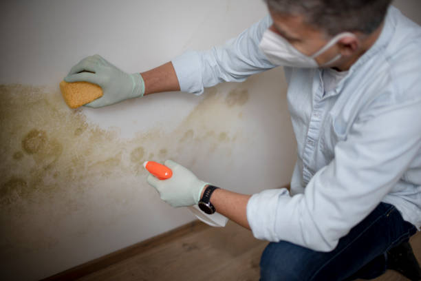 Best Mold Removal Company Near Me  in Splendora, TX