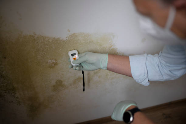 Mold Testing and Removal in Splendora, TX