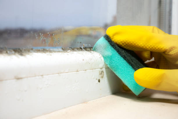 Best Office Mold Removal Services  in Splendora, TX