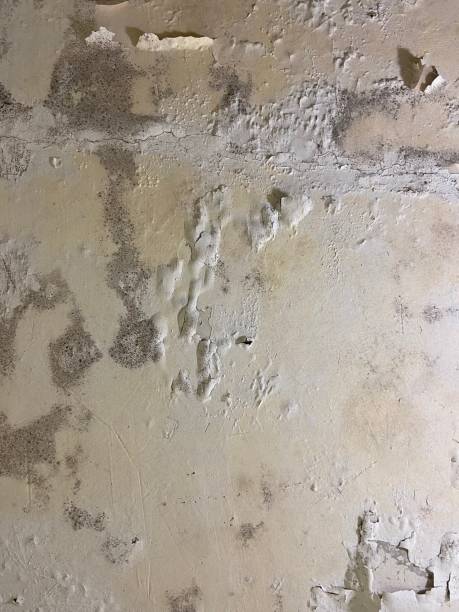 Best Emergency Mold Removal  in Splendora, TX