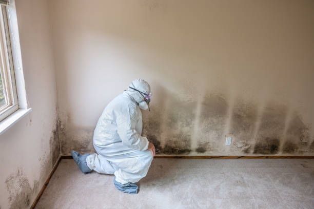 Best Professional Mold Removal  in Splendora, TX