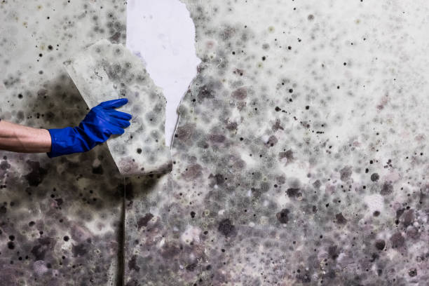 Best Mold Testing  in Splendora, TX