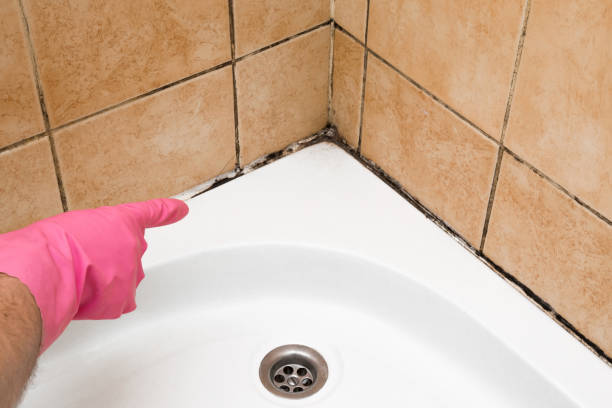 Best Residential Mold Removal  in Splendora, TX